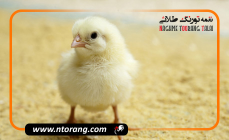 شرکت نعیم جوجه و قیمت جوجه گوشتی برند نعیم